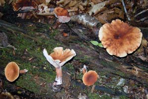 – Lactarius quietus var. incanus.